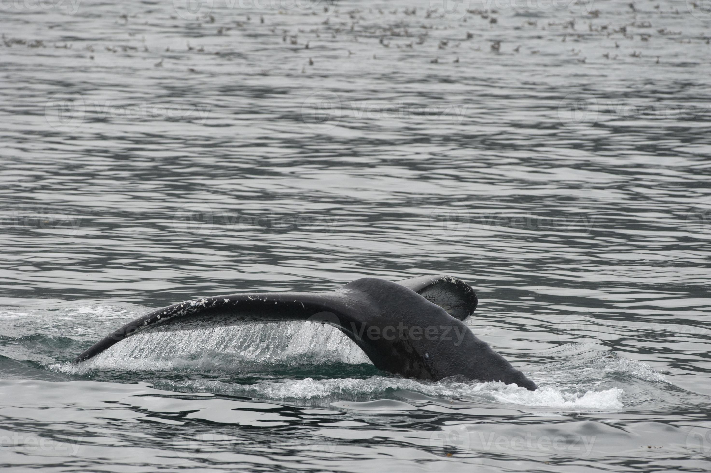 Humpback whale in Alaska 20178223 Stock Photo at Vecteezy