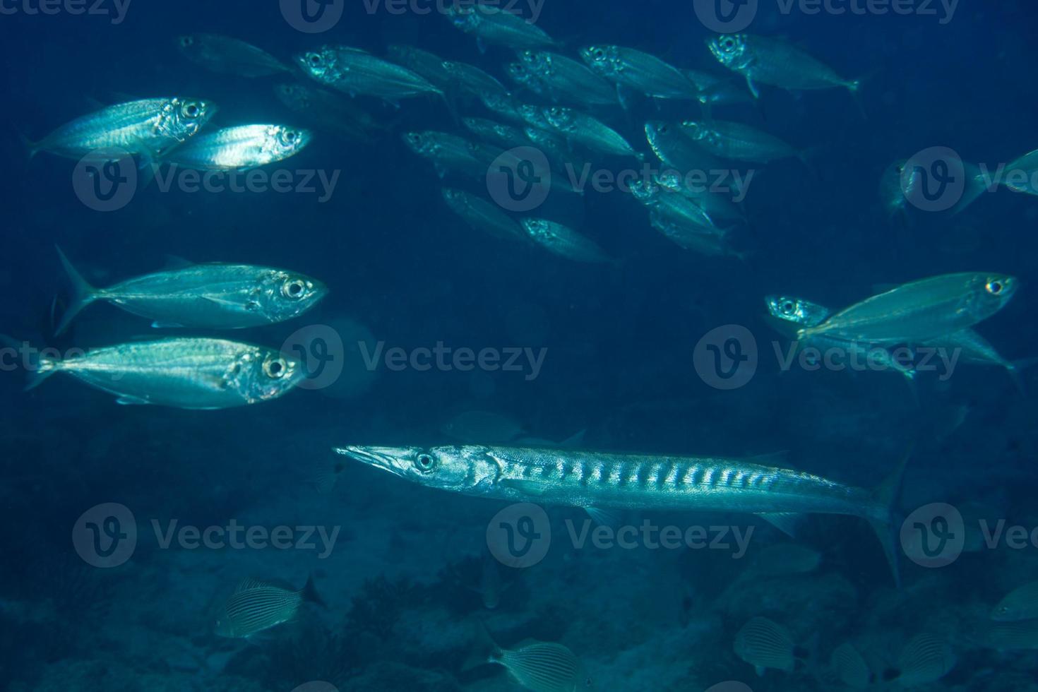 Barracuda Fish underwater photo