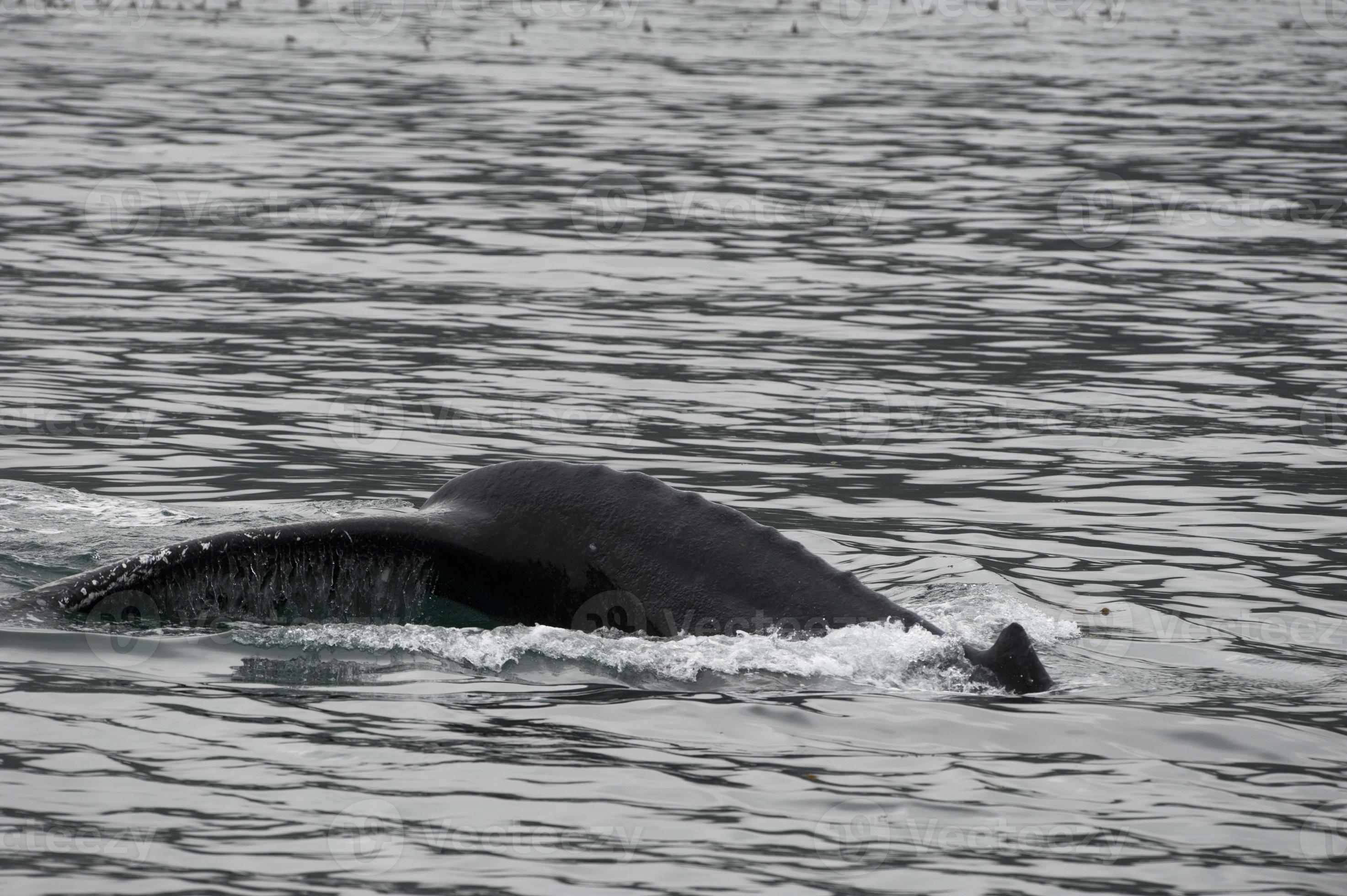 Humpback whale in Alaska 20178226 Stock Photo at Vecteezy