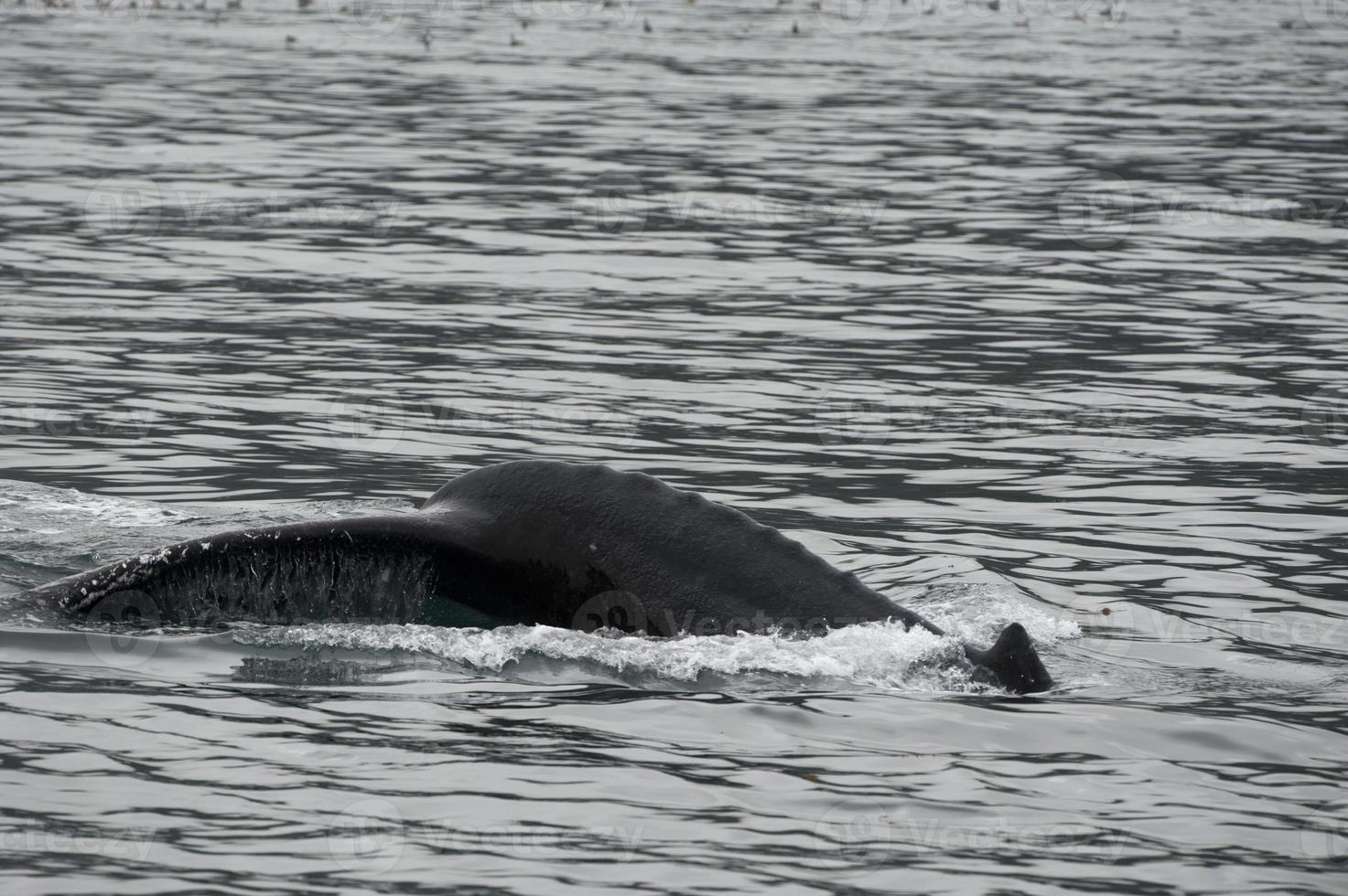 Humpback whale in Alaska photo