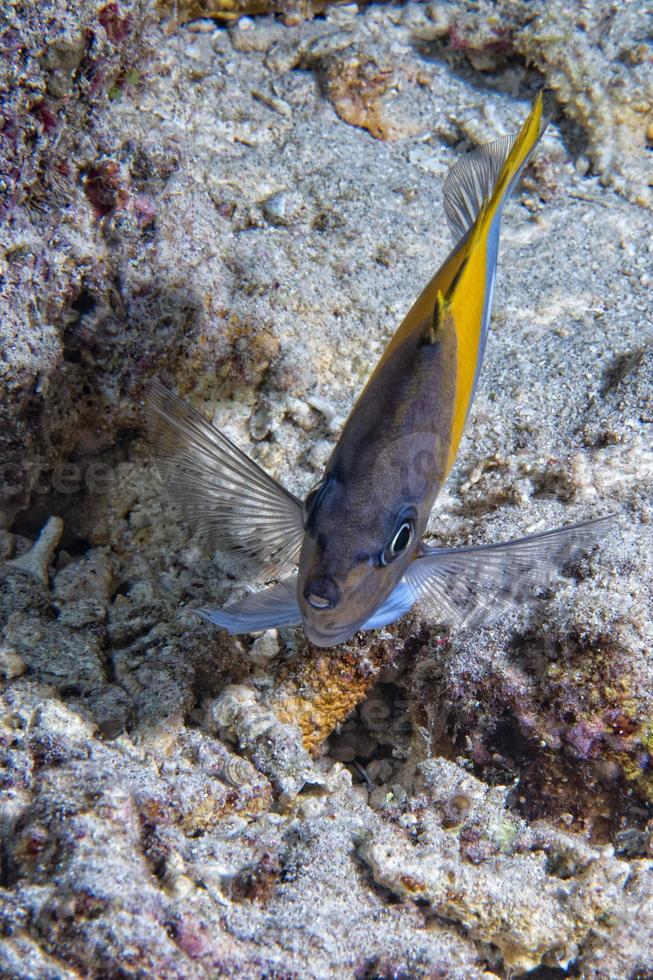 Angel fish looking at you photo