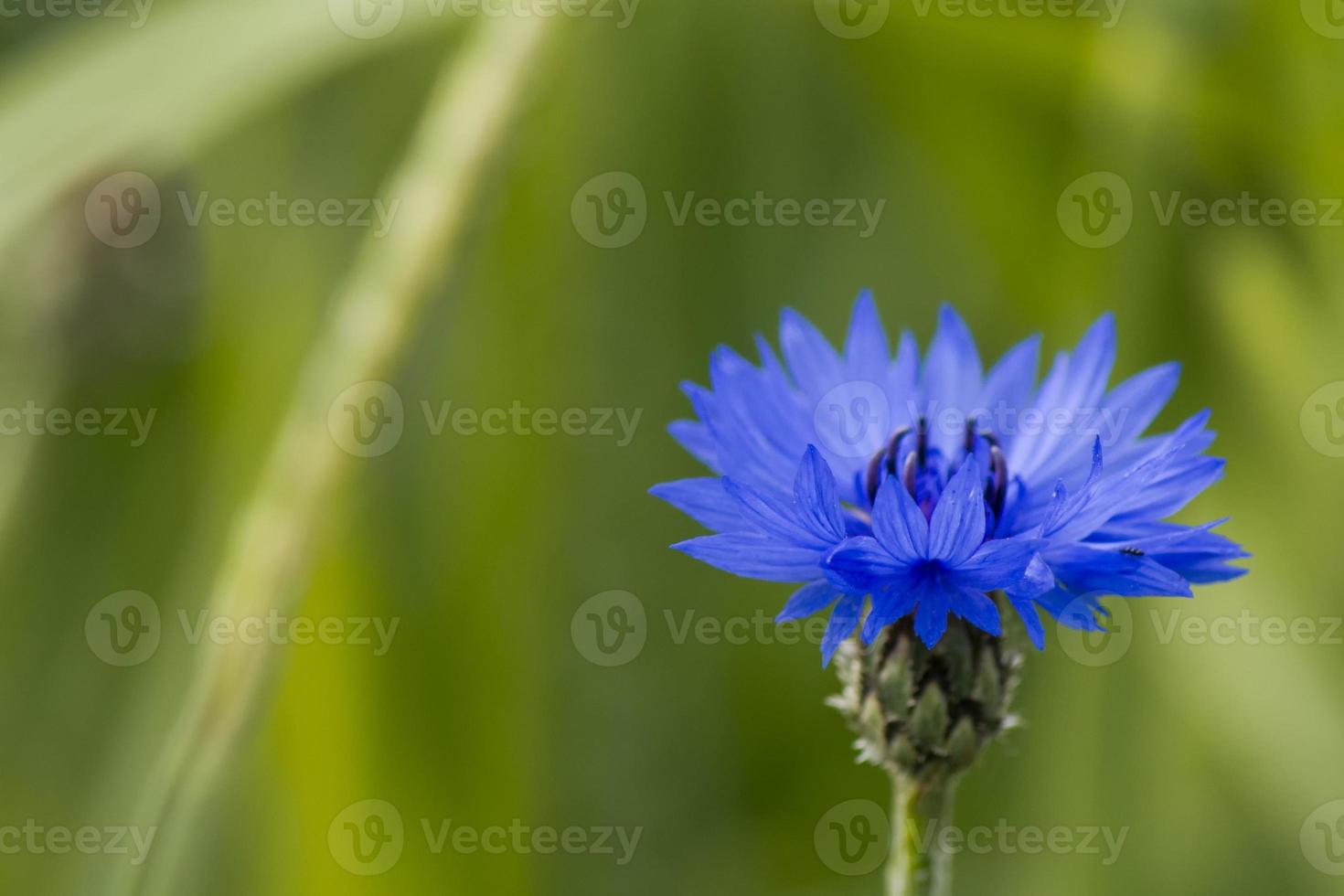 A blue flower on the green background photo