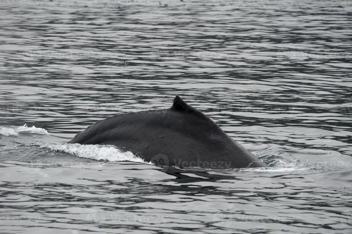 Humpback whale in Alaska photo