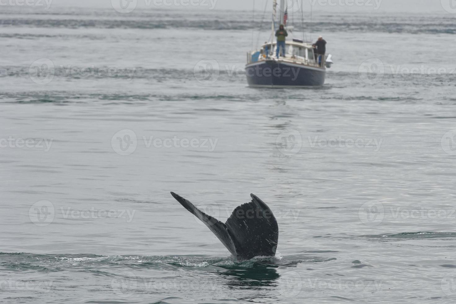 Humpback whale tail splash near a boat glacier bay Alaska photo