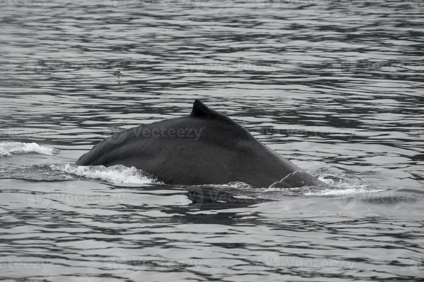Humpback whale in Alaska 20178235 Stock Photo at Vecteezy