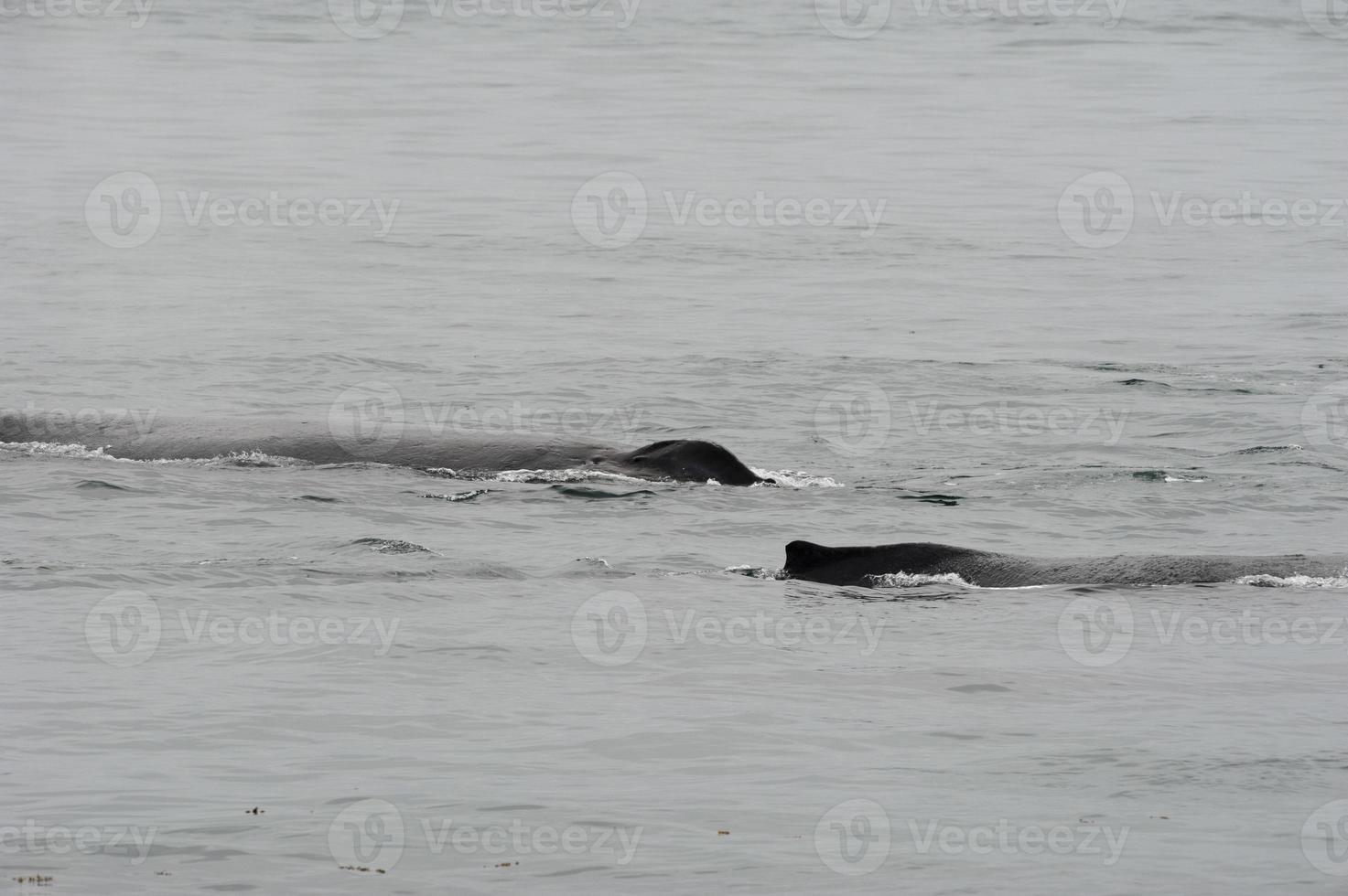 Humpback whale in Alaska photo