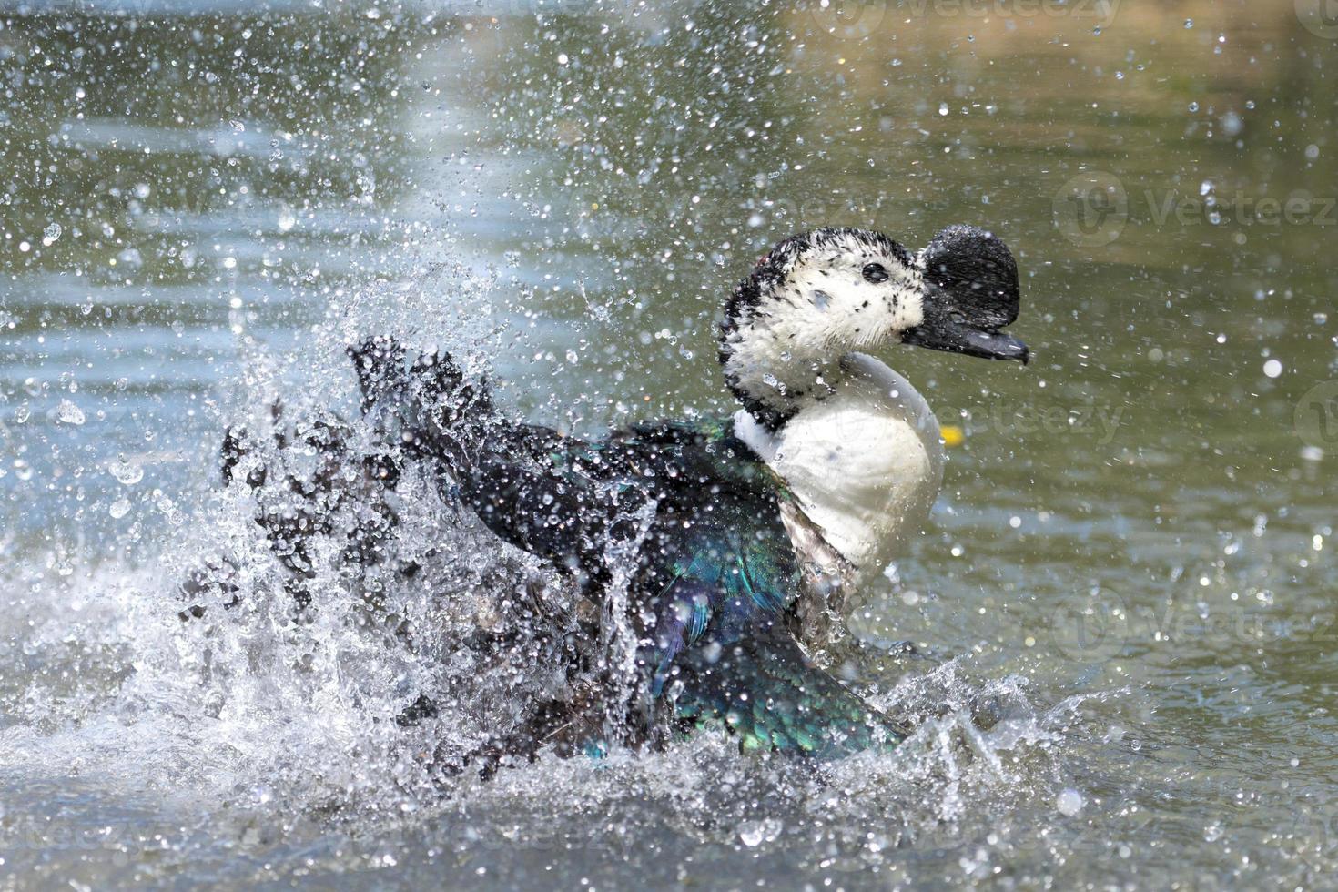 Wild Duck while splashing on water photo