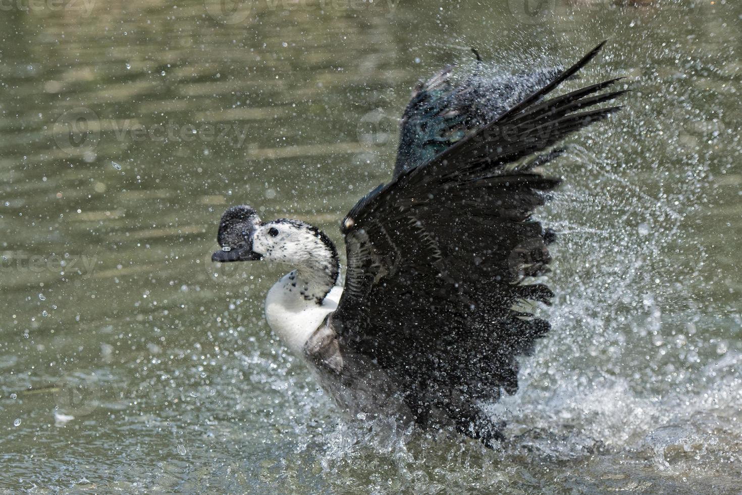Wild Duck while splashing on water photo