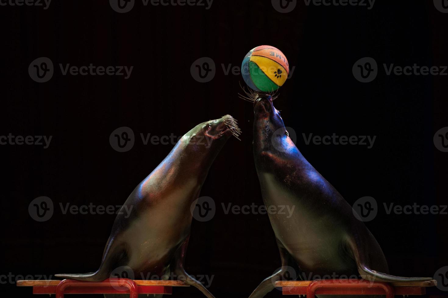 Circus Seal while playing on the black background photo