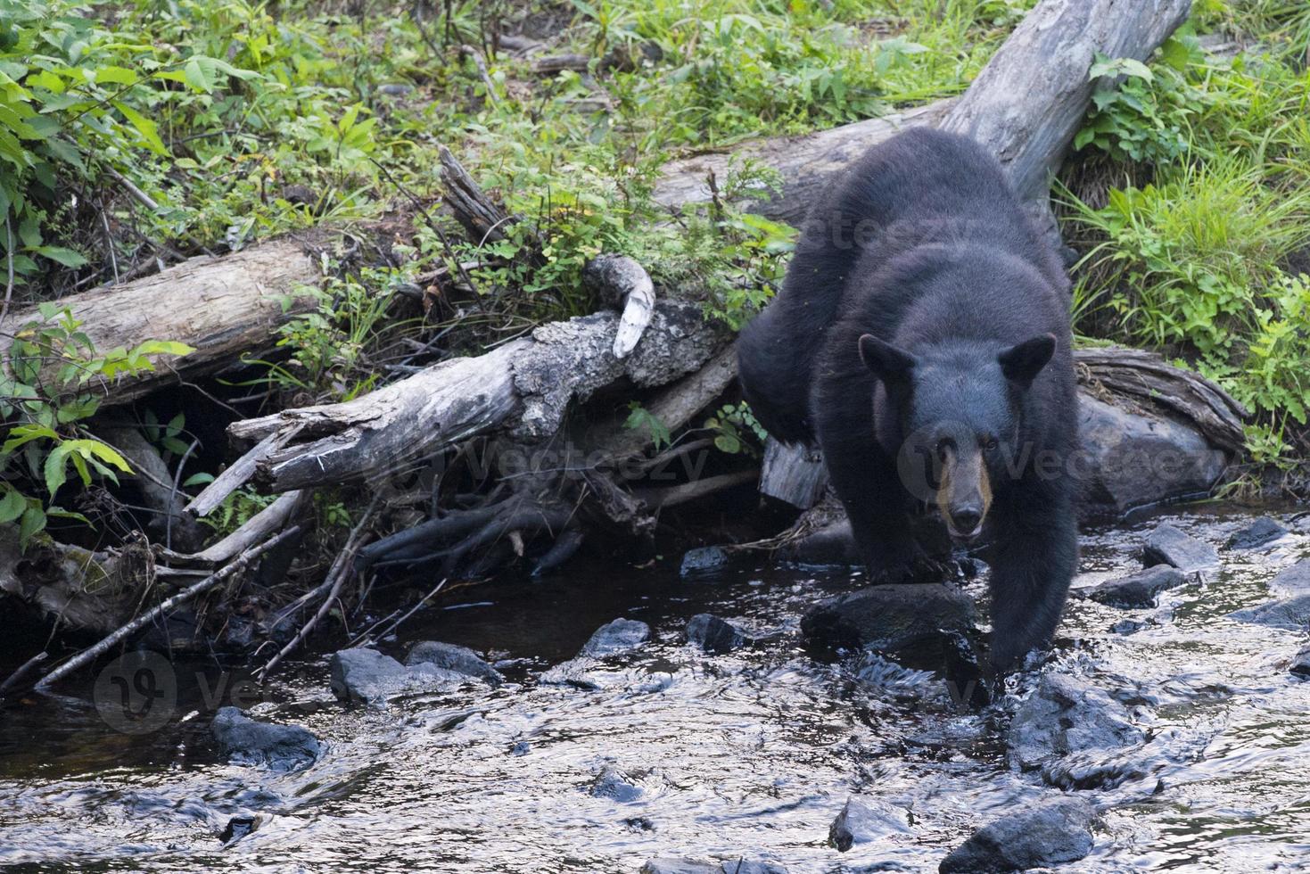 un oso negro mientras viene hacia ti foto