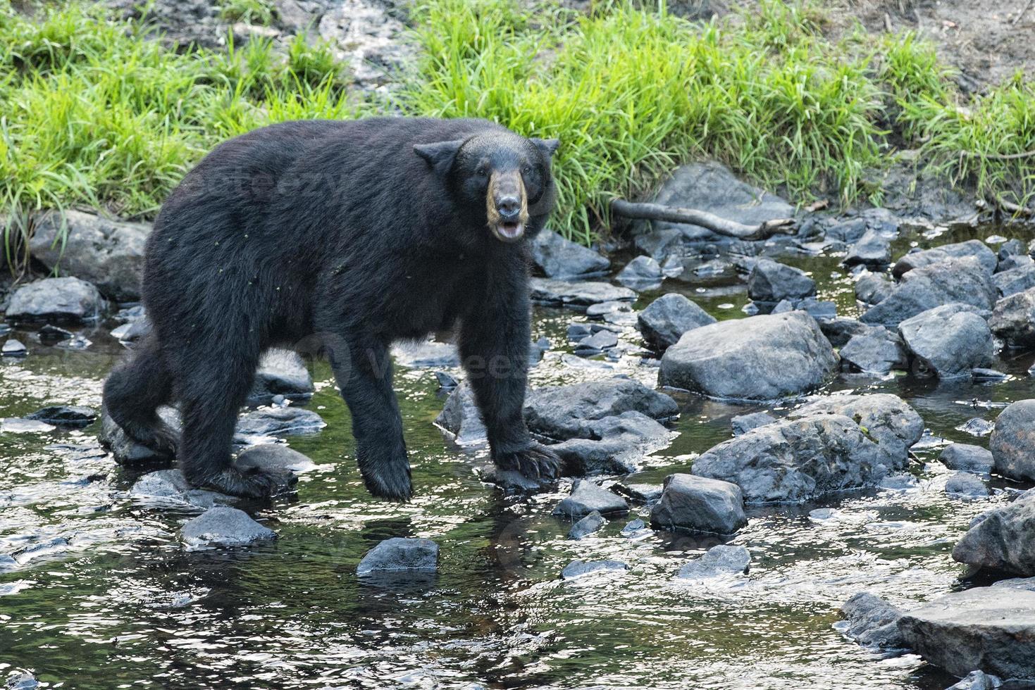 A black bear while eating a donut photo