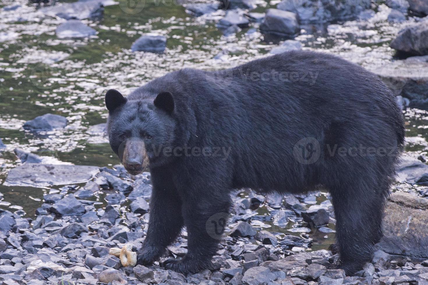 un oso negro mientras viene hacia ti foto