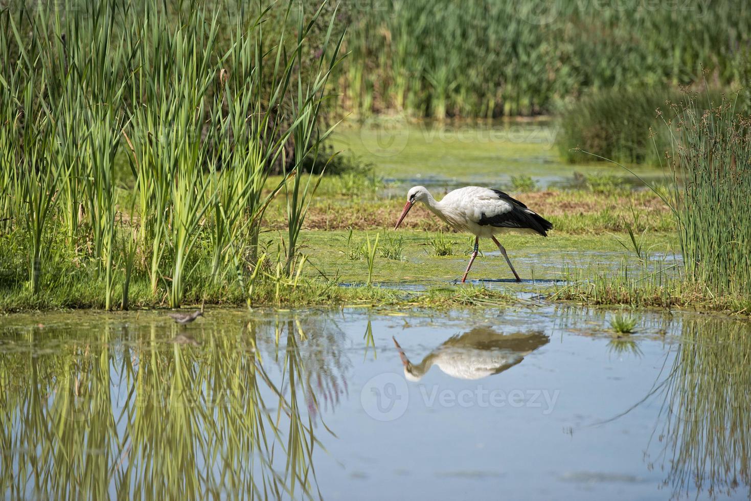 Stork portrait while reflecting on swamp water photo