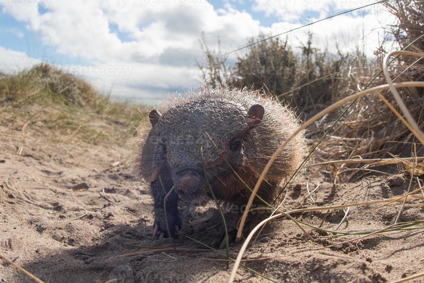 patagonia armadillo close up portrait photo