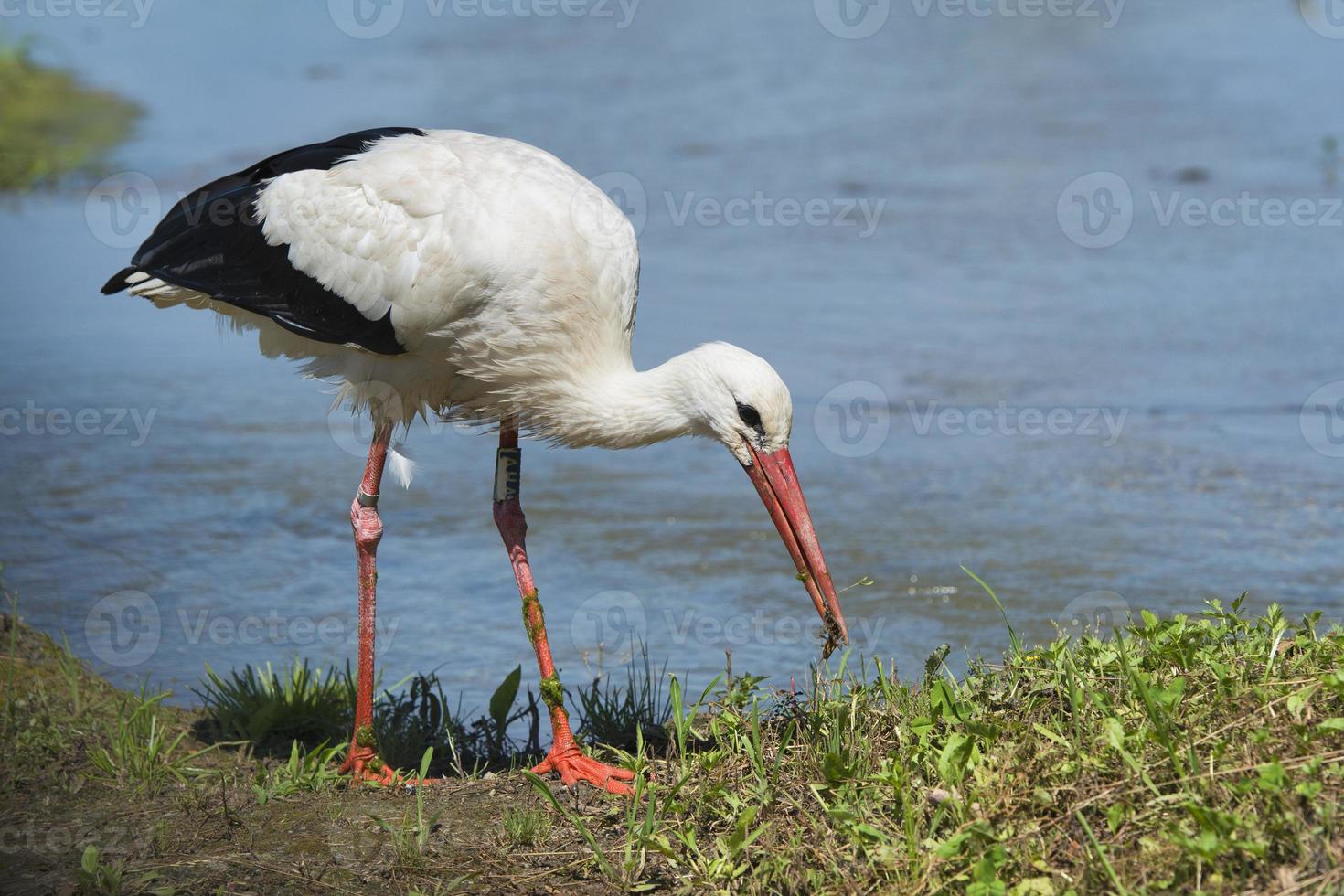 Stork portrait while eating a cricket photo