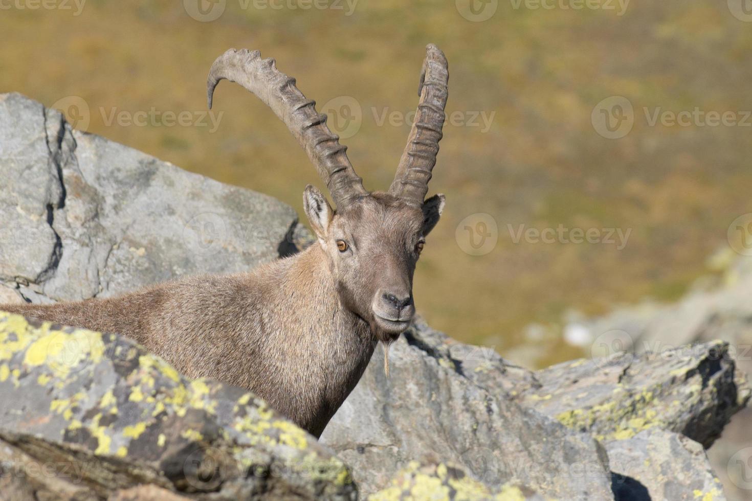 Isolated ibex deer long horn sheep Steinbock photo