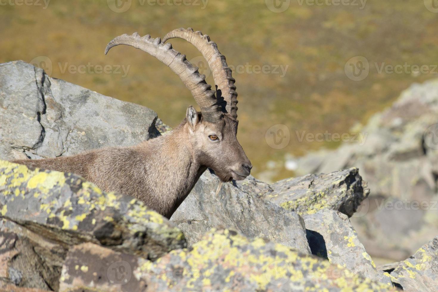 Isolated ibex deer long horn sheep Steinbock photo