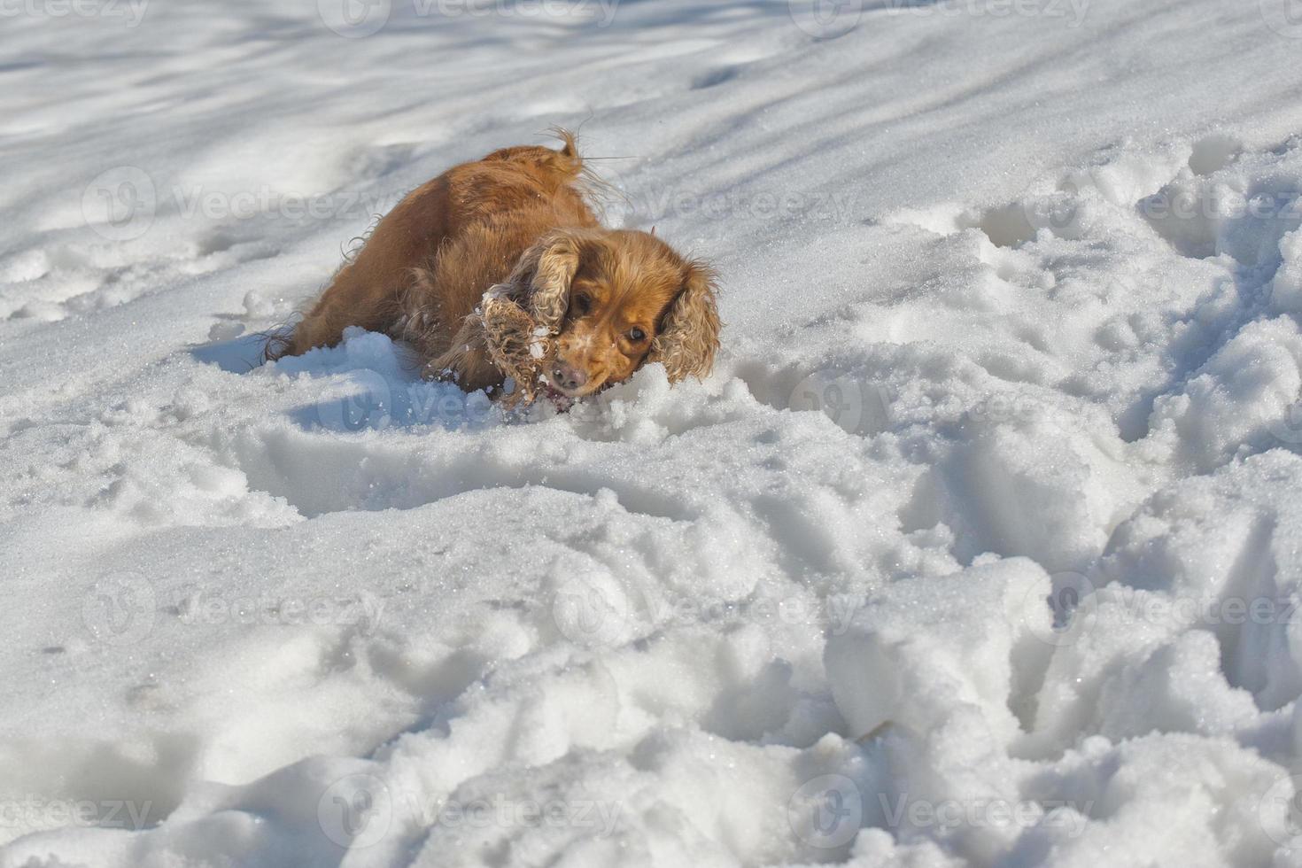 cachorro mientras juega en la nieve foto