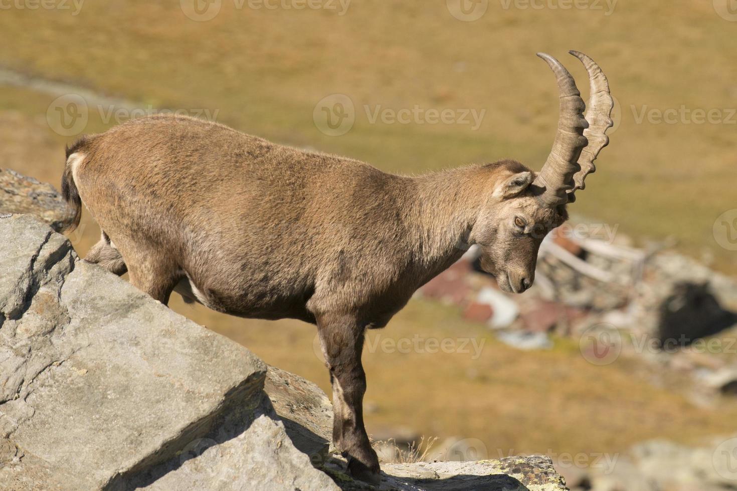 Isolated ibex deer long horn sheep Steinbock photo