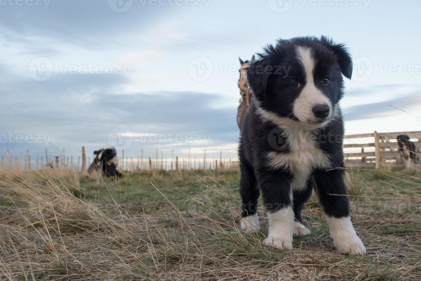 border collie puppy dog portrait looking at you photo