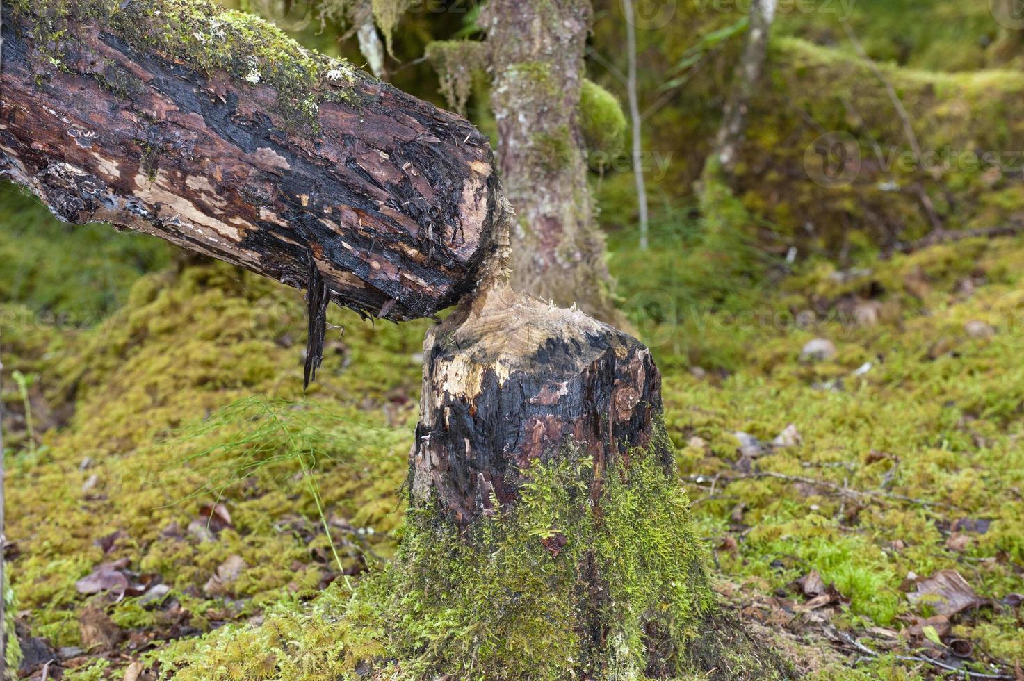 A beaver cutted tree photo