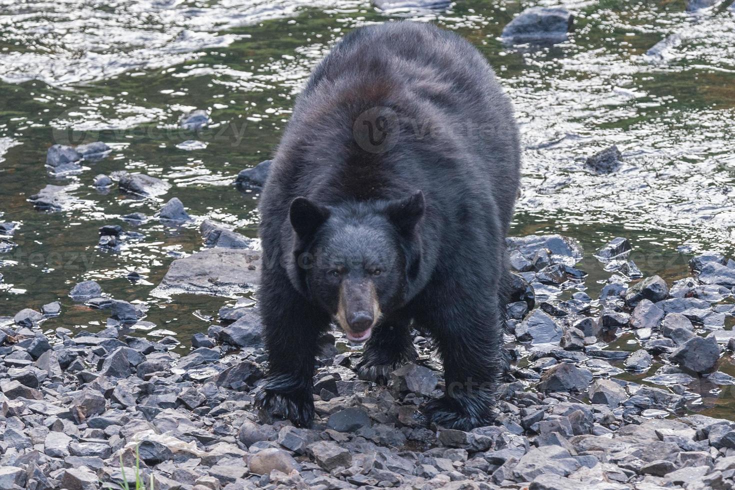 giant back bear while coming to you photo