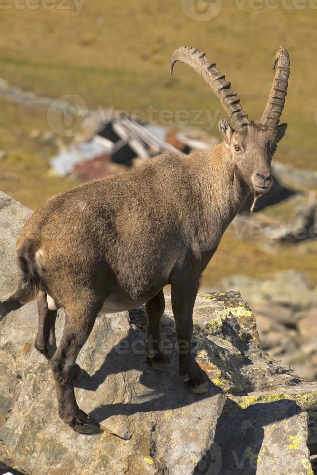 Isolated ibex deer long horn sheep Steinbock photo