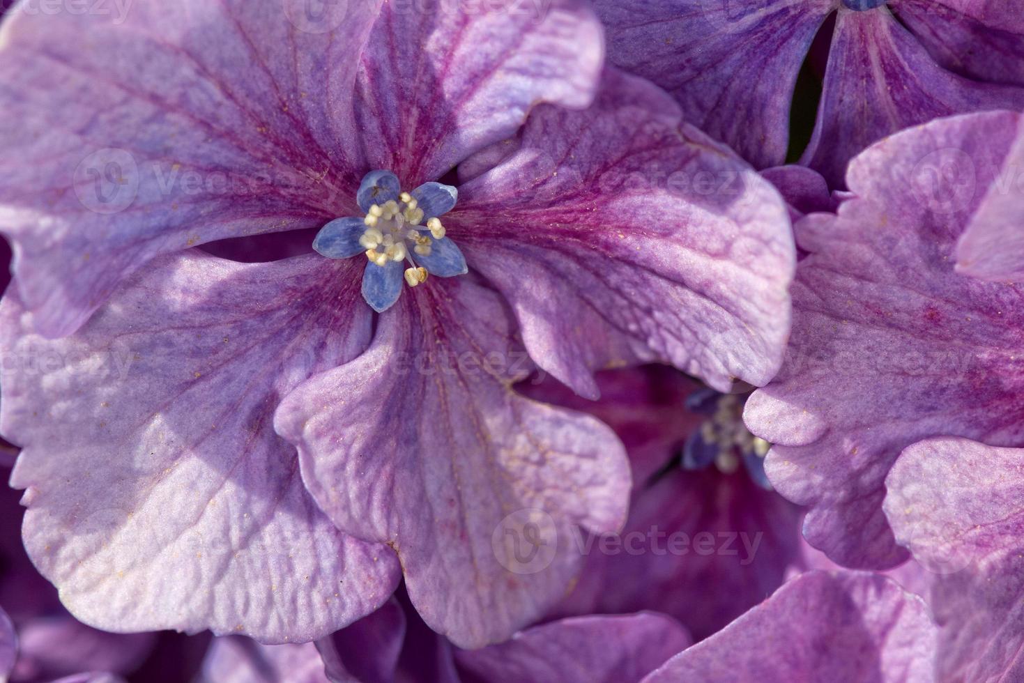 flower background texture photo
