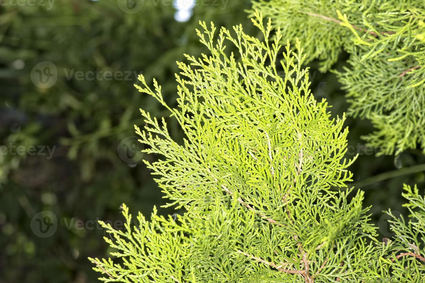 pine tree branch detail photo