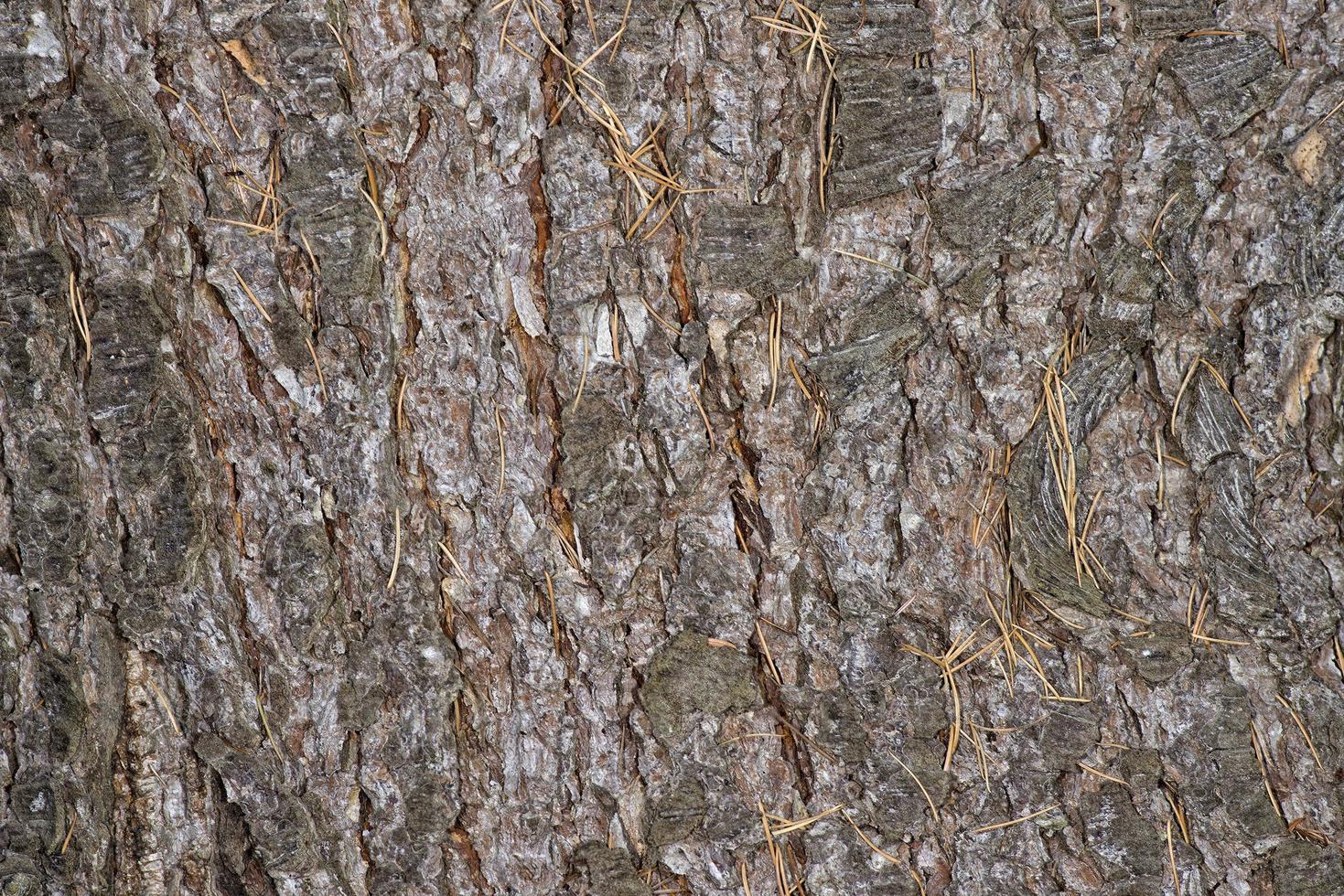 pine bark texture photo