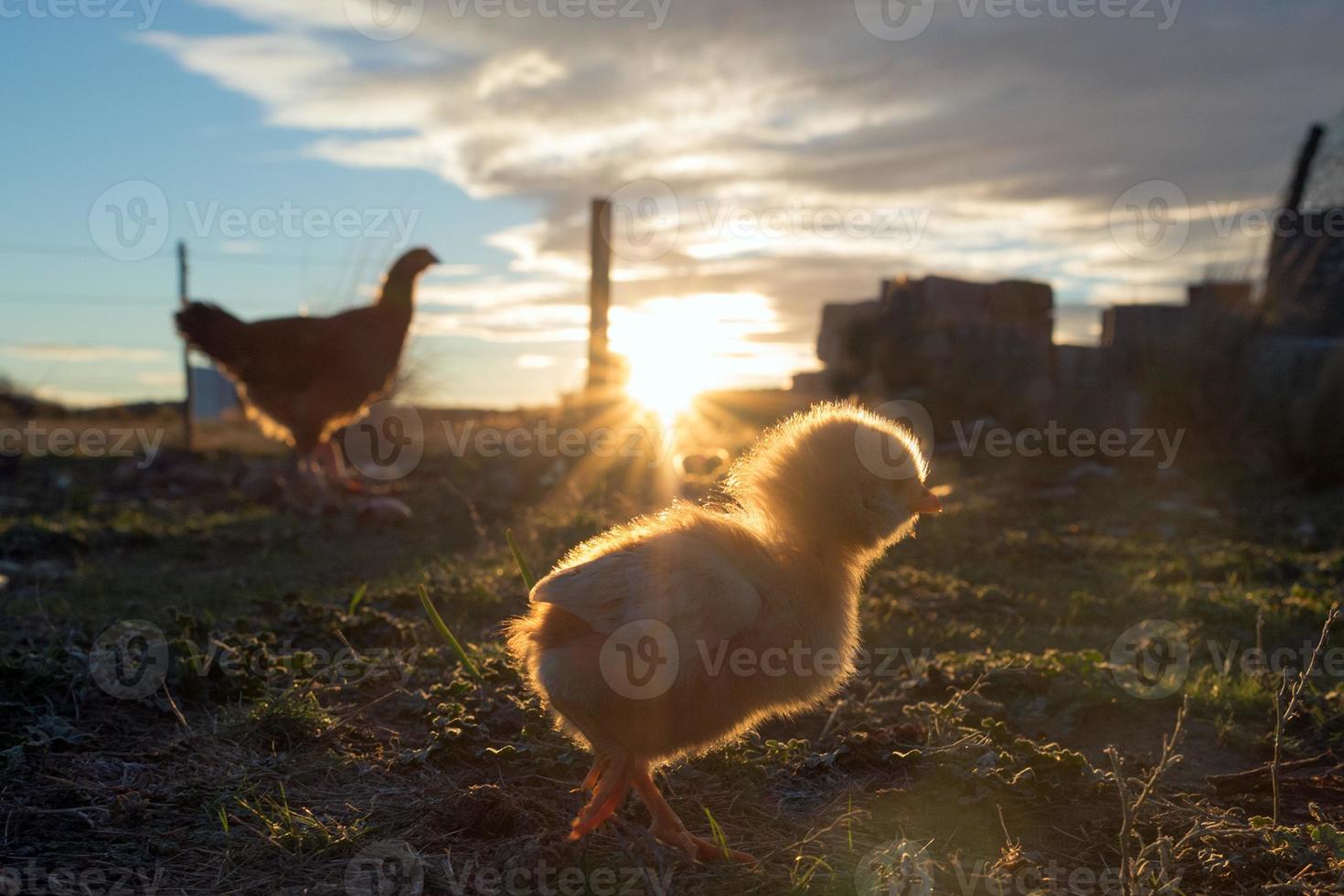 brooding hen and chicks in a farm photo