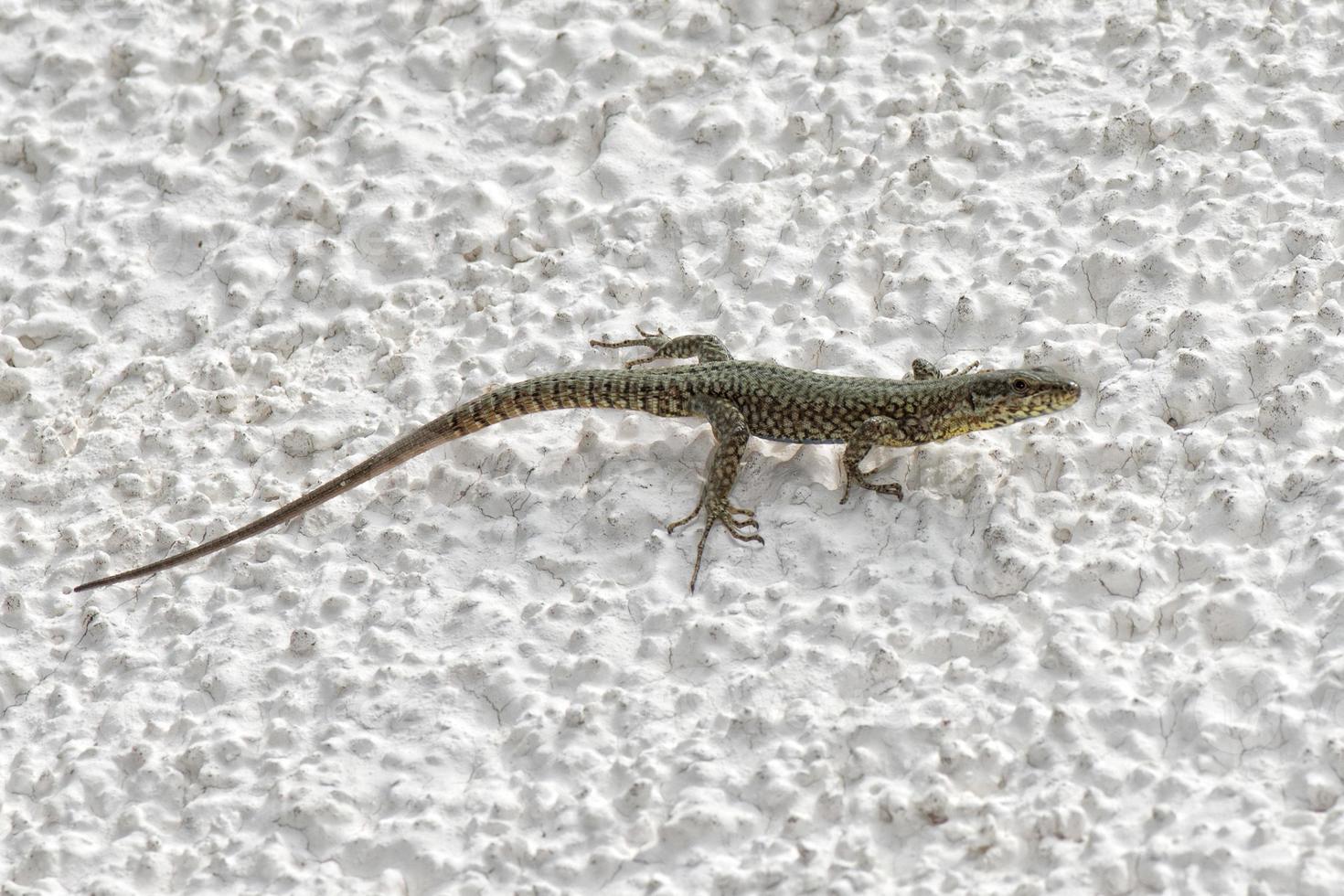 Lizard while looking at you macro photo