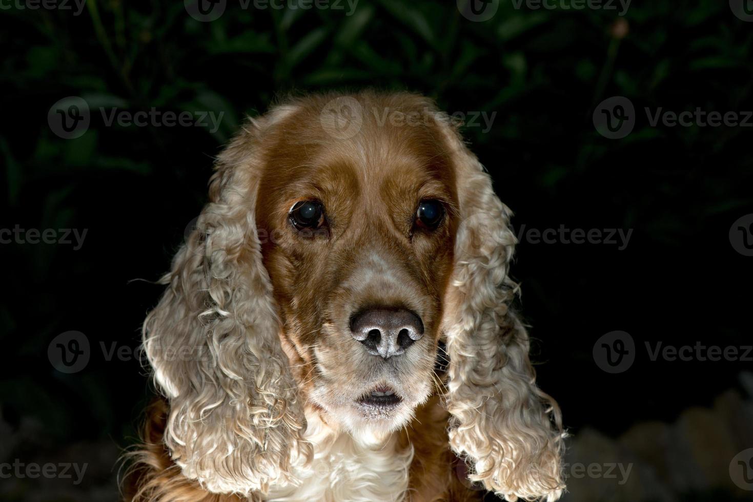 English cocker spaniel dog photo