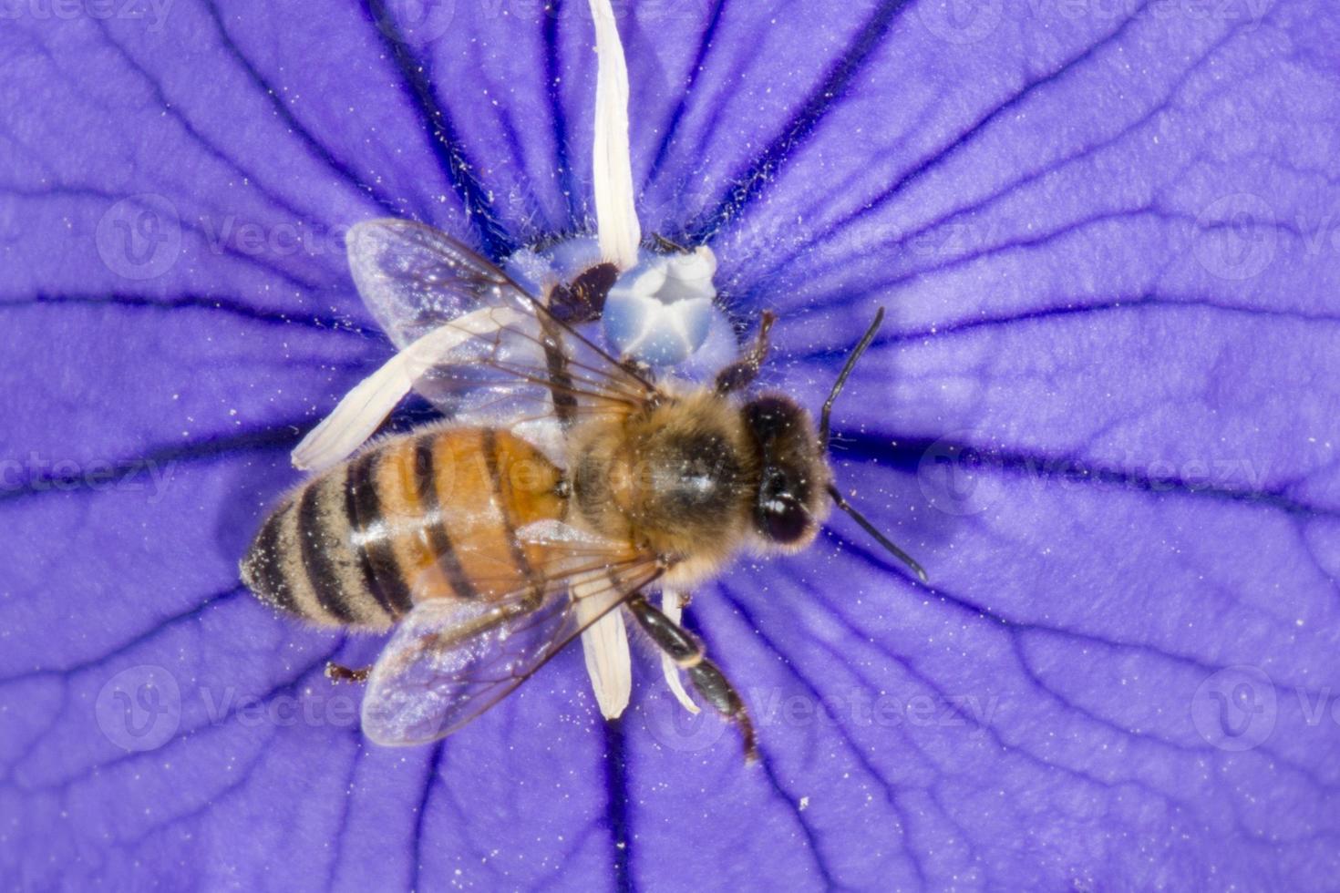 bee collecting pollen inside a flower photo