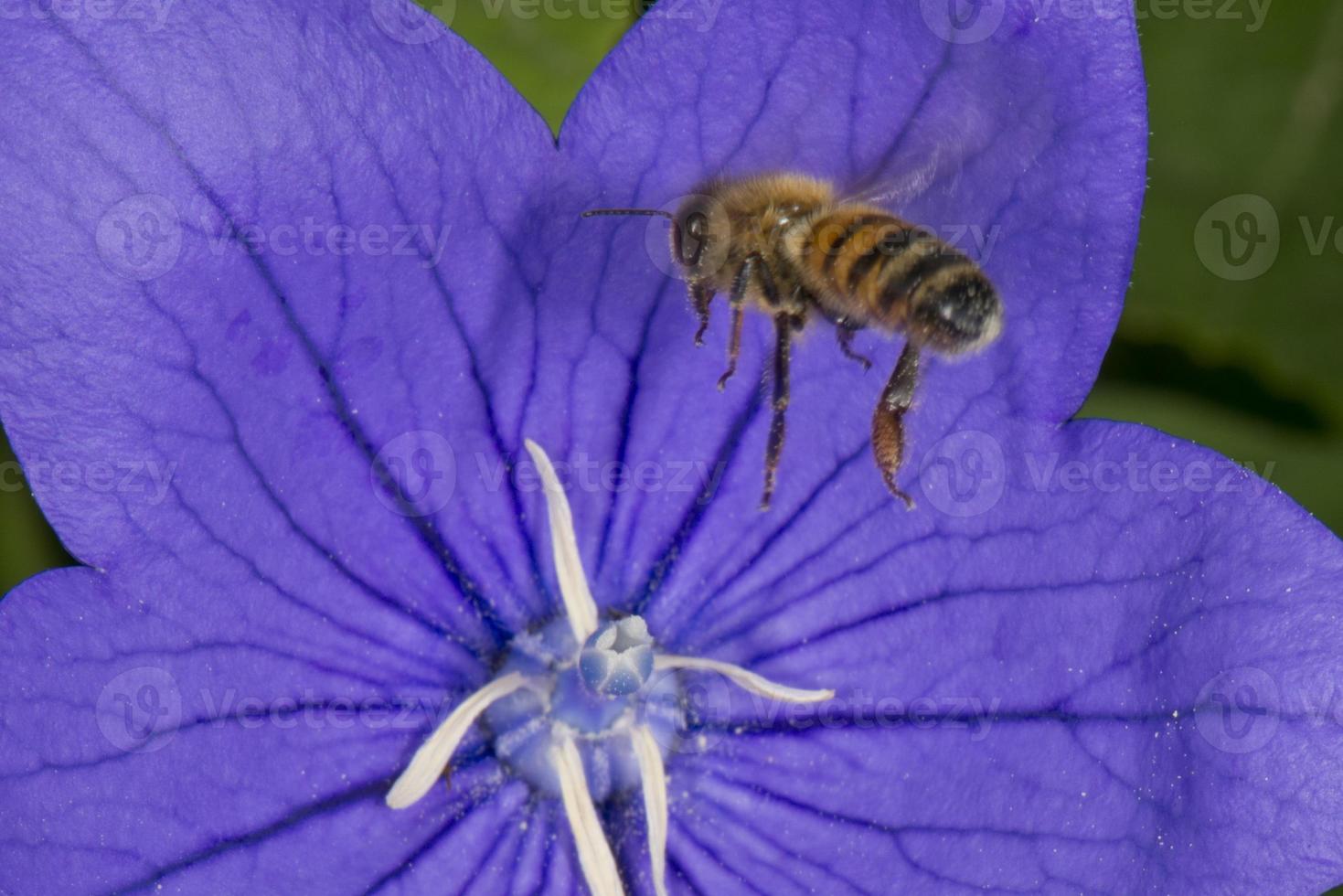 bee collecting pollen inside a flower photo