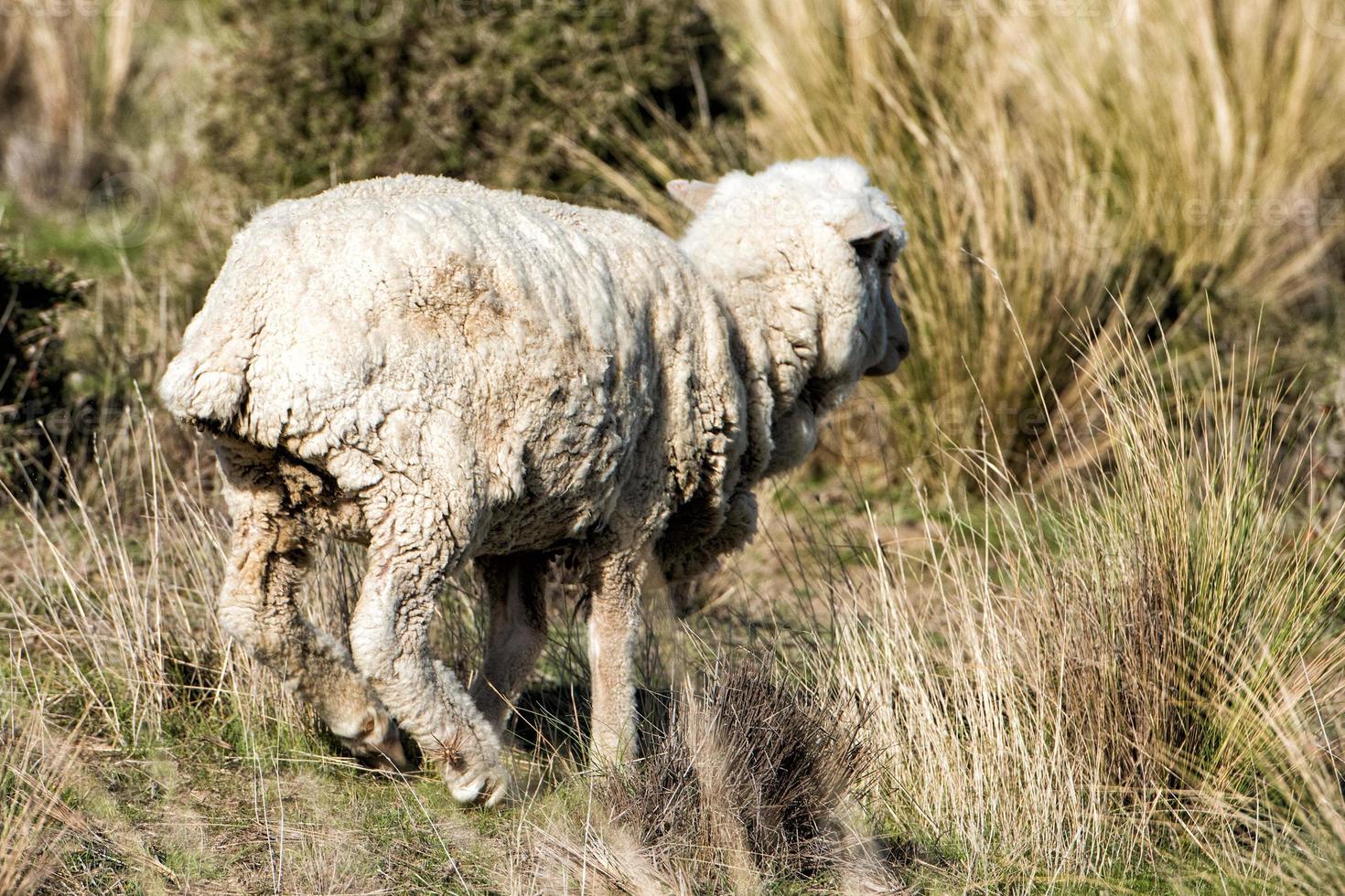 sheep flock on patagonia grass background photo