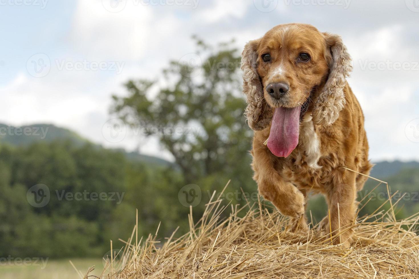 Cocker spaniel dog looking at you photo