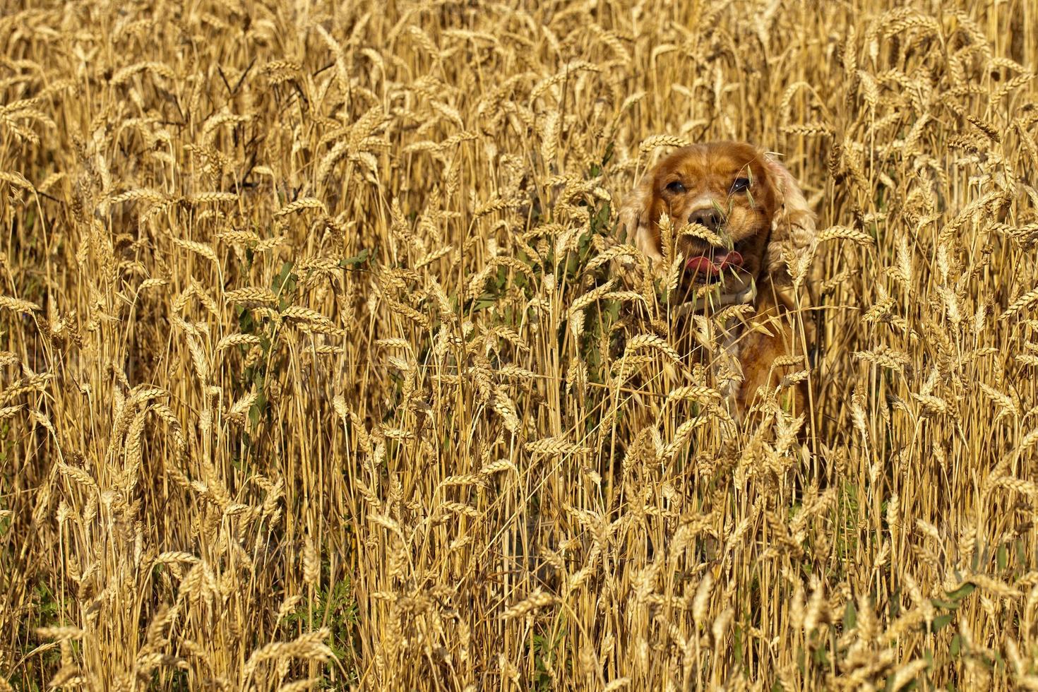 Puppy cocker spaniel dog running in the weath field photo