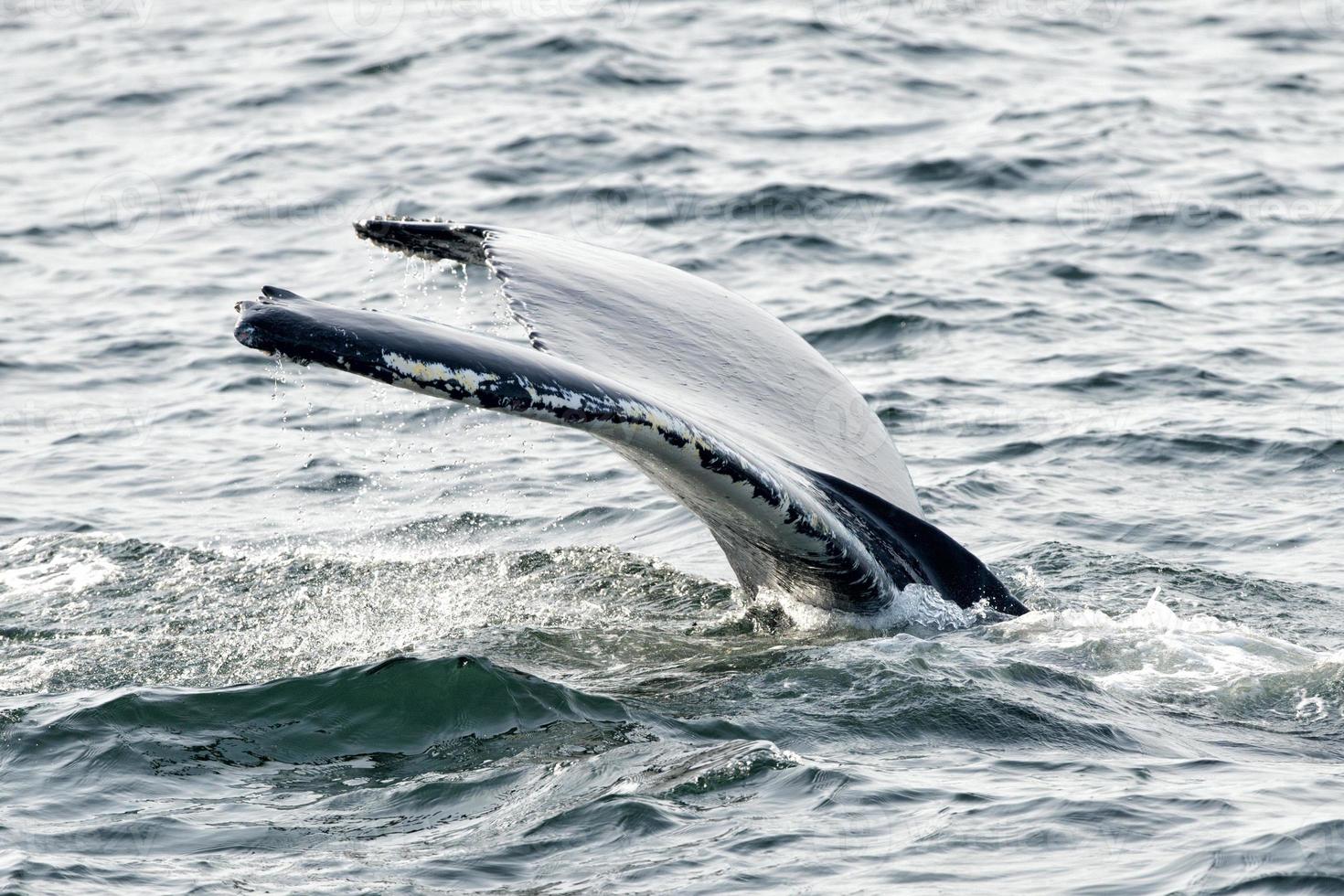 Humpback whale tail while going down in the deep ocean photo