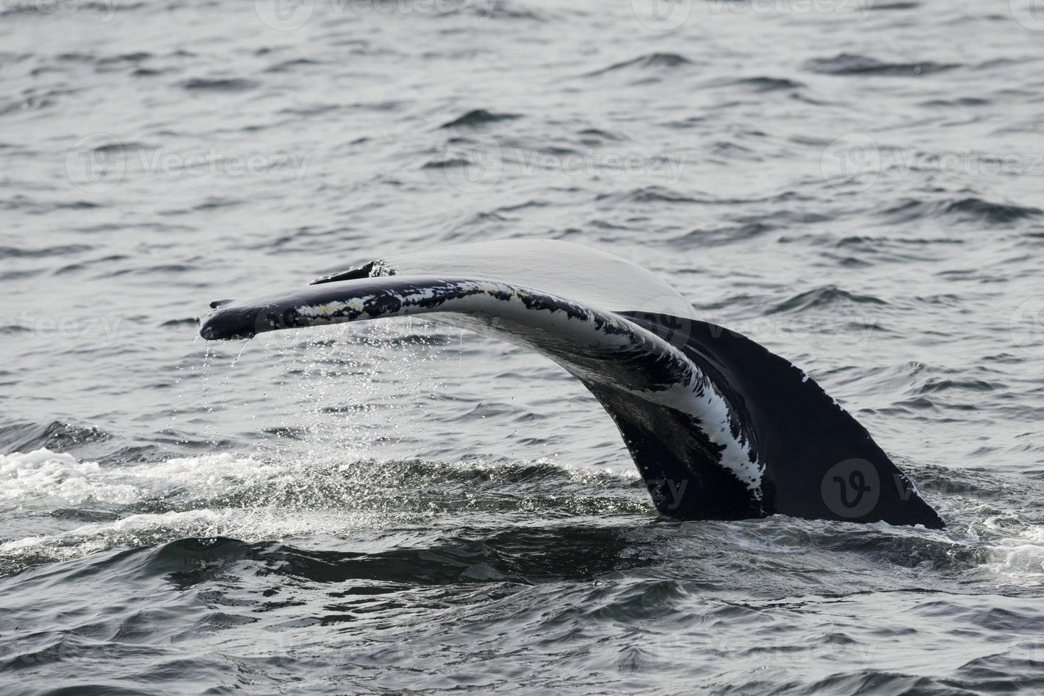 Humpback whale tail photo