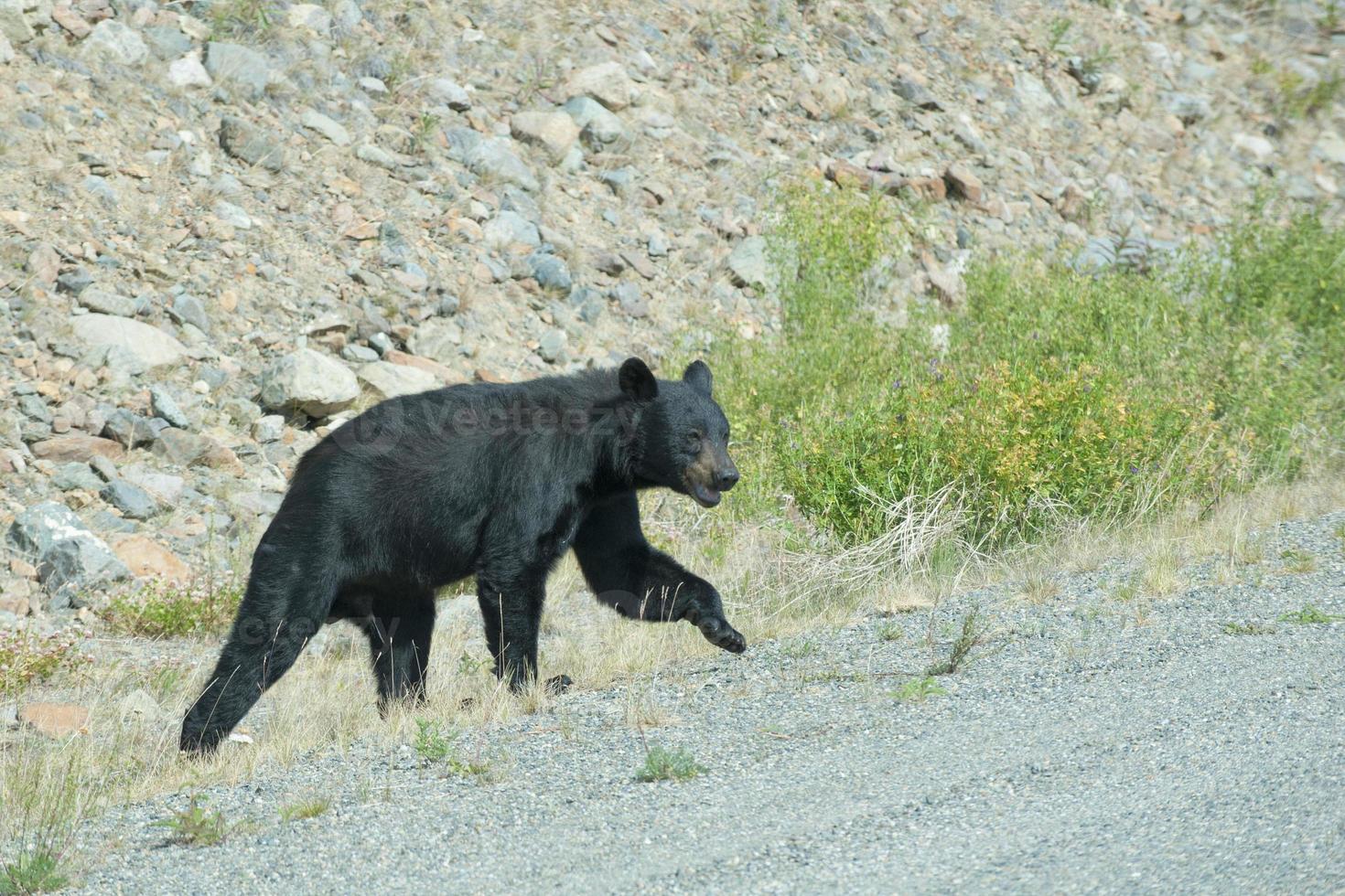 A black bear crossing the road in Alaska Britsh Columbia photo