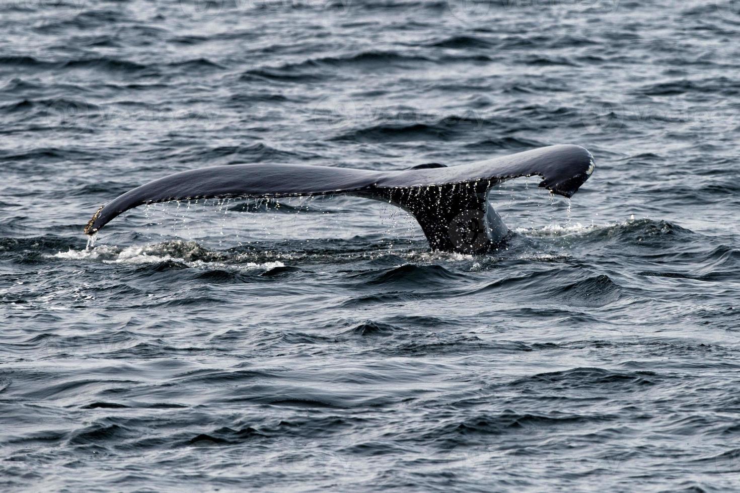 Humpback whale tail while going down in the deep ocean photo