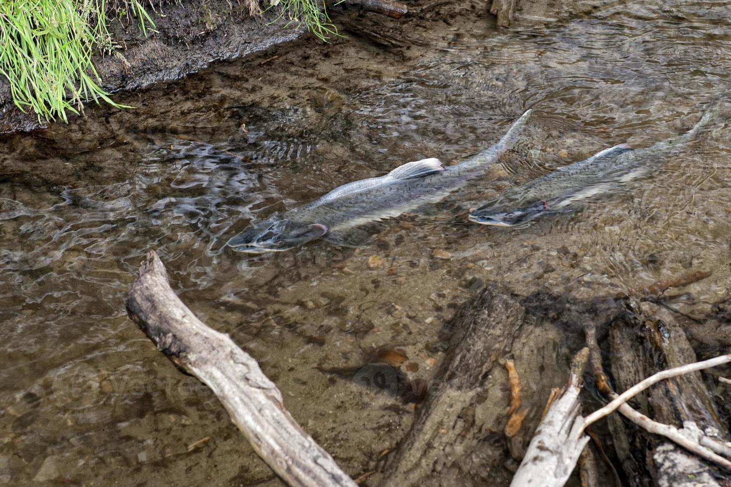 salmón en un Arroyo en Alaska foto