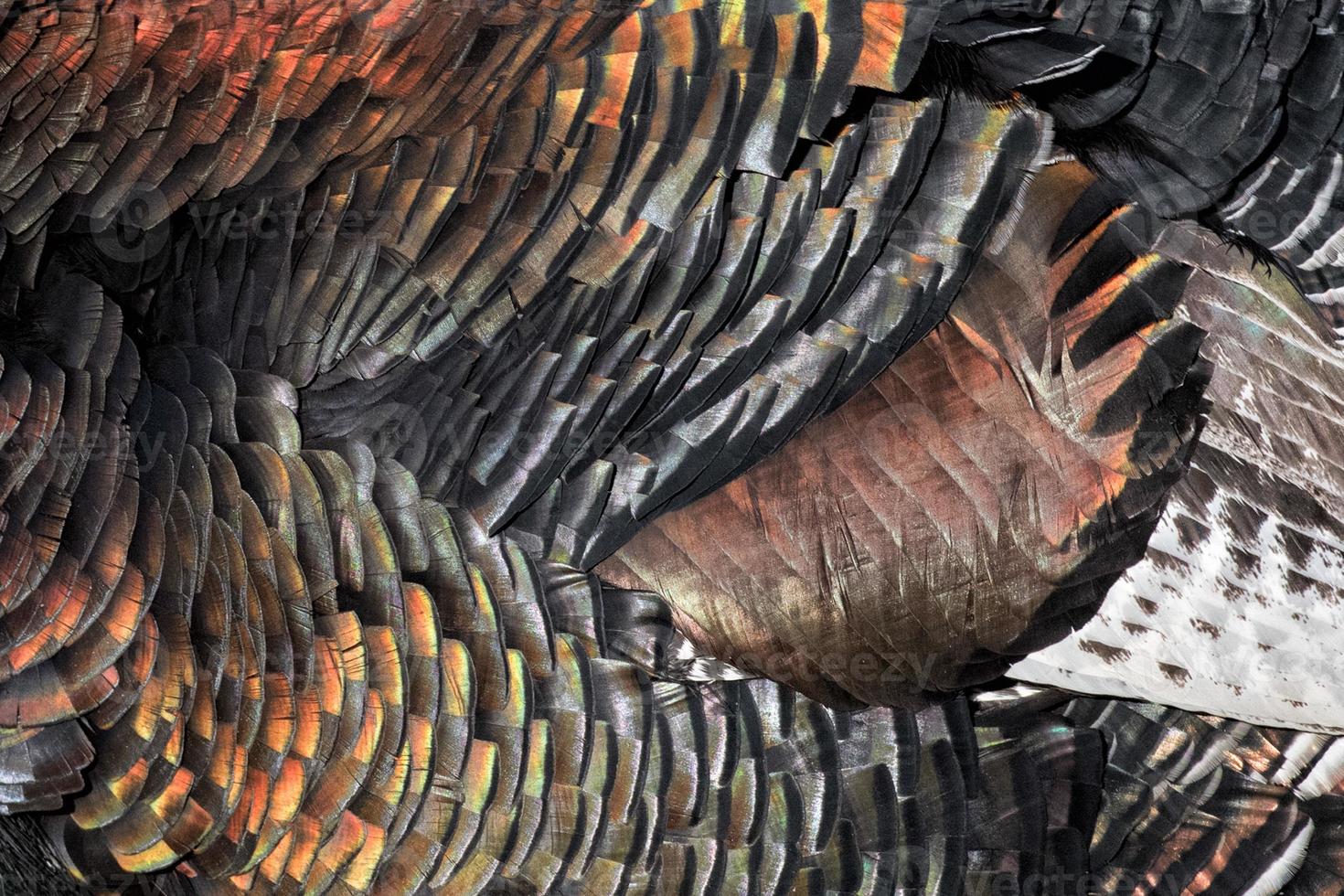 a close up of a bunch of black and brown feathers generative ai