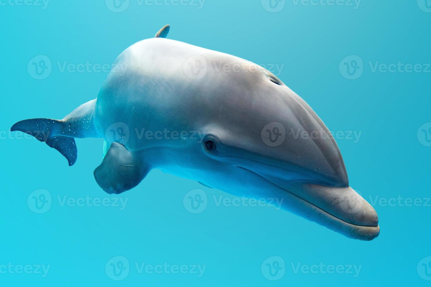 dolphin smiling eye close up portrait photo