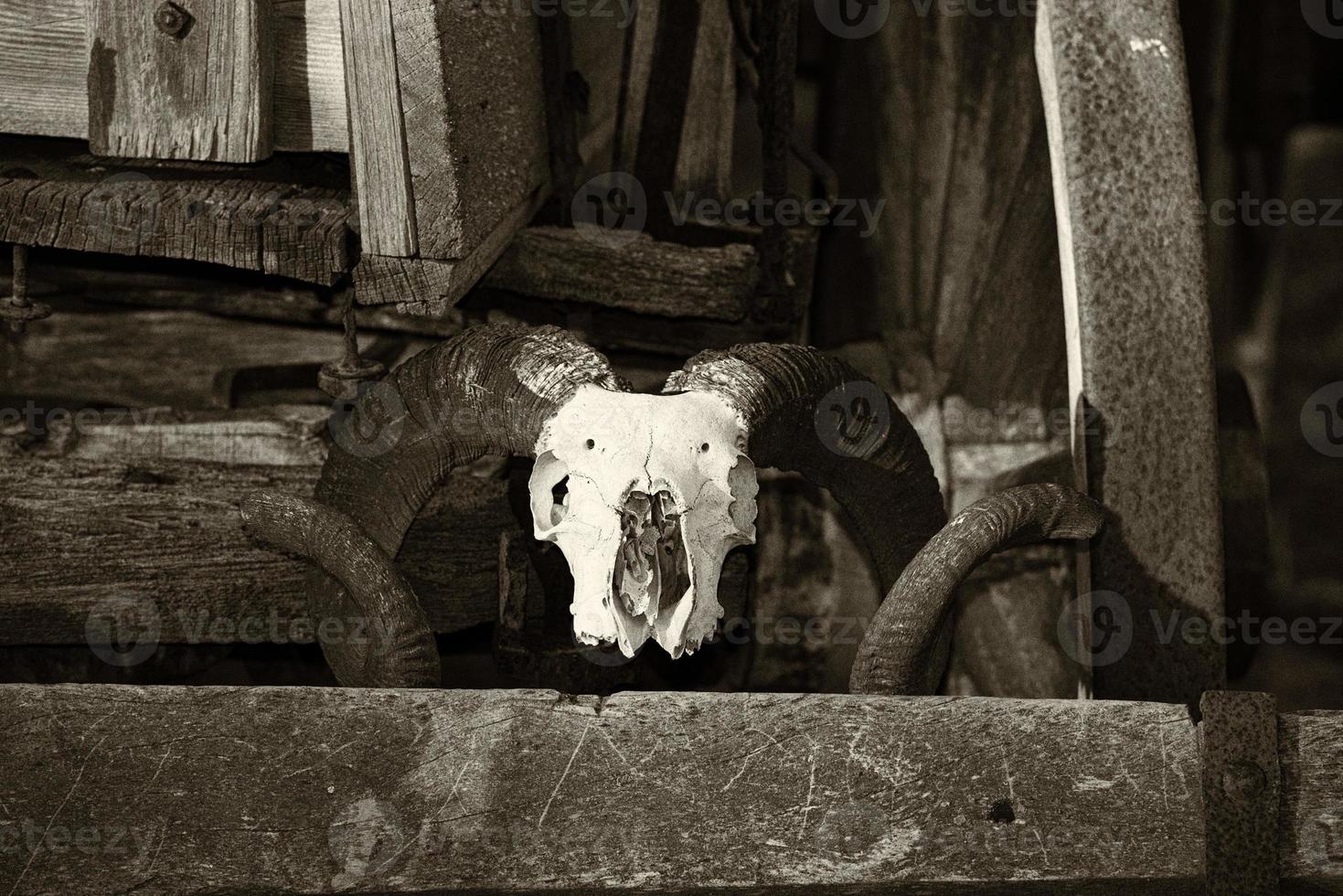 sheep skull on far west wagon in sepia black and white photo