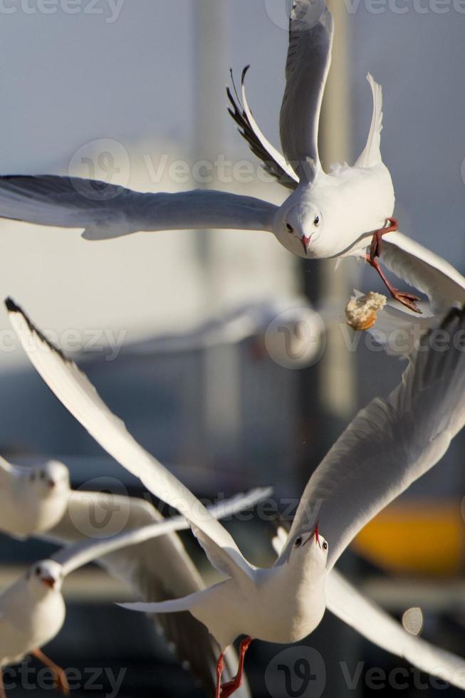 Seagull flying to you photo