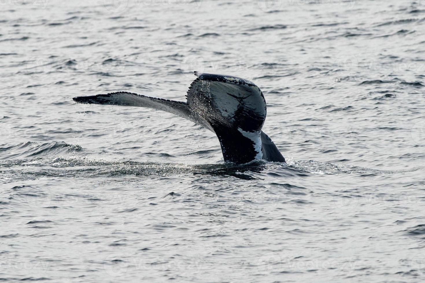 Humpback whale tail while going down in the deep ocean photo