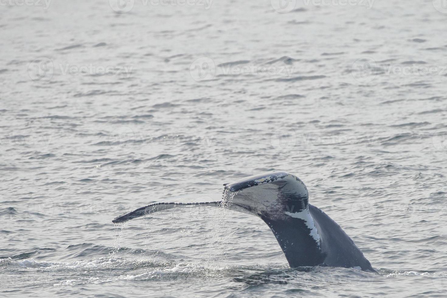 Humpback whale tail photo