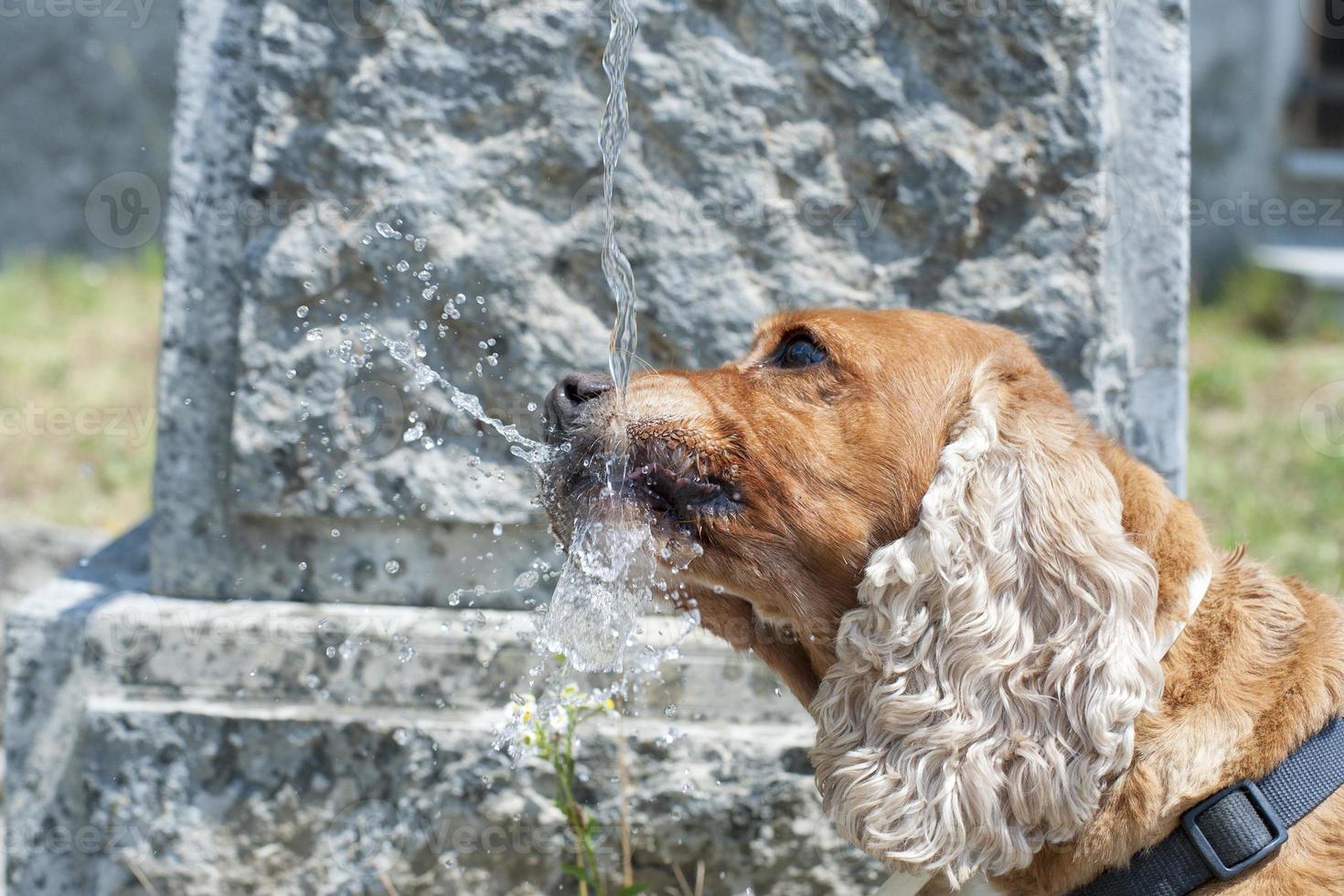 Dog puppy cocker spaniel drinking photo